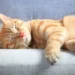 Gato dormindo - Reprodução/iStock