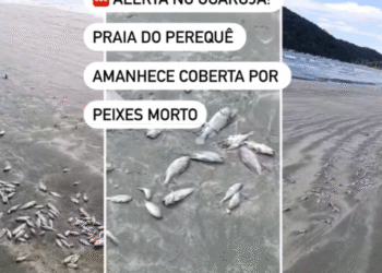 peixes guarujá sp
