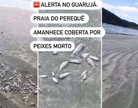 peixes guarujá sp