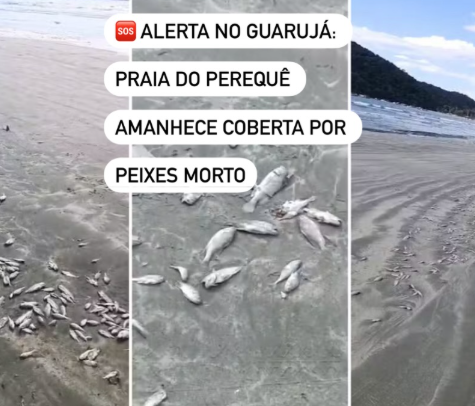 peixes guarujá sp
