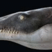 Cientistas identificam pliossauro gigante: predador marinho tinha o dobro do tamanho de uma orca. Foto: Reprodução