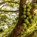 Jabuticaba-branca - Reprodução