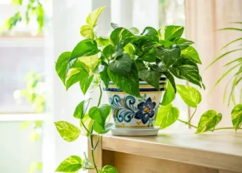 Jiboia - Reprodução/iStock