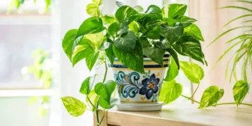 Jiboia - Reprodução/iStock