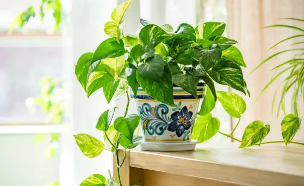 Jiboia - Reprodução/iStock