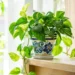 Jiboia - Reprodução/iStock