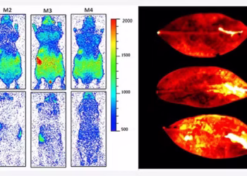Imagens capturadas durante experimento mostra "luz da vida" em camundongos e plantas — Foto: The Journal of Physical Chemistry Letters (2025)