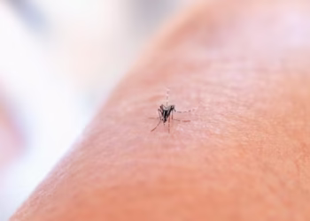 Mosquito - Reprodução/Unsplash