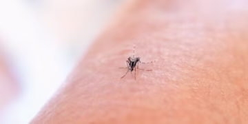 Mosquito - Reprodução/Unsplash