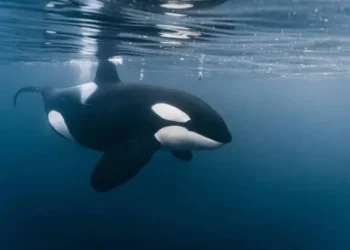 Orca - Reprodução