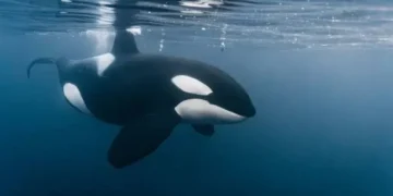 Orca - Reprodução