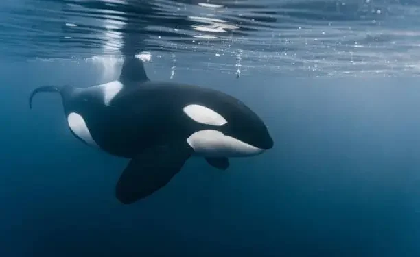Orca - Reprodução