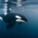 Orca - Reprodução