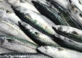 Peixe cavala - Reprodução/iStock
