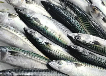 Peixe cavala - Reprodução/iStock