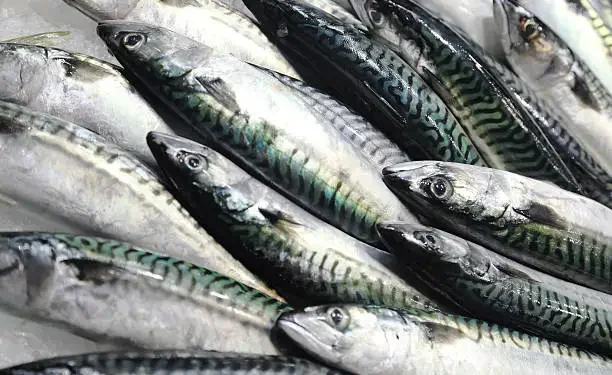 Peixe cavala - Reprodução/iStock