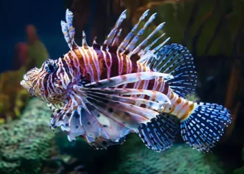 Peixe-Leão - Reprodução/iStock