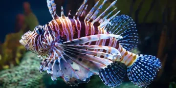 Peixe-Leão - Reprodução/iStock