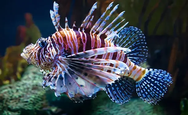 Peixe-Leão - Reprodução/iStock