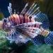 Peixe-Leão - Reprodução/iStock