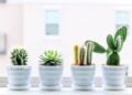Descubra onde colocar esta planta para trazer prosperidade - Imagem: Pixabay