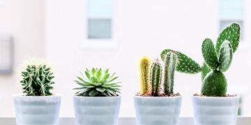 Descubra onde colocar esta planta para trazer prosperidade - Imagem: Pixabay