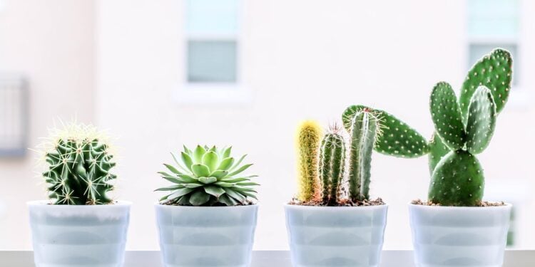 Descubra onde colocar esta planta para trazer prosperidade - Imagem: Pixabay