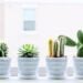 Descubra onde colocar esta planta para trazer prosperidade - Imagem: Pixabay