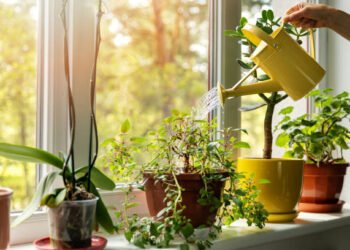 Plantas - Reprodução/iStock