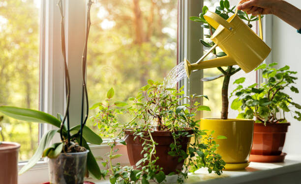 Plantas - Reprodução/iStock