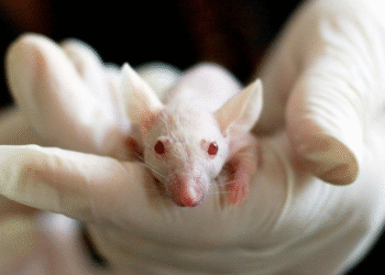 Testes com animais para cosméticos pode chegar ao fim definitivo