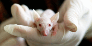 Testes com animais para cosméticos pode chegar ao fim definitivo