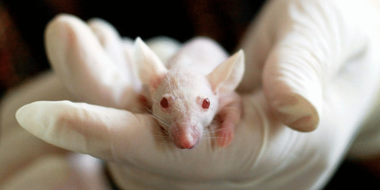 Testes com animais para cosméticos pode chegar ao fim definitivo