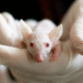 Testes com animais para cosméticos pode chegar ao fim definitivo