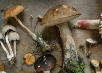 Substância dos cogumelos ganha apelido de vitamina da longevidade após estudo