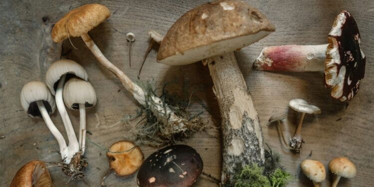 Substância dos cogumelos ganha apelido de vitamina da longevidade após estudo