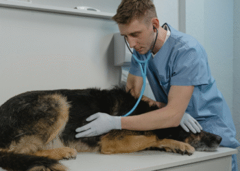 Médicos veterinários começam a fazer telemedicina