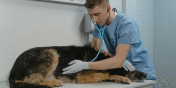 Médicos veterinários começam a fazer telemedicina
