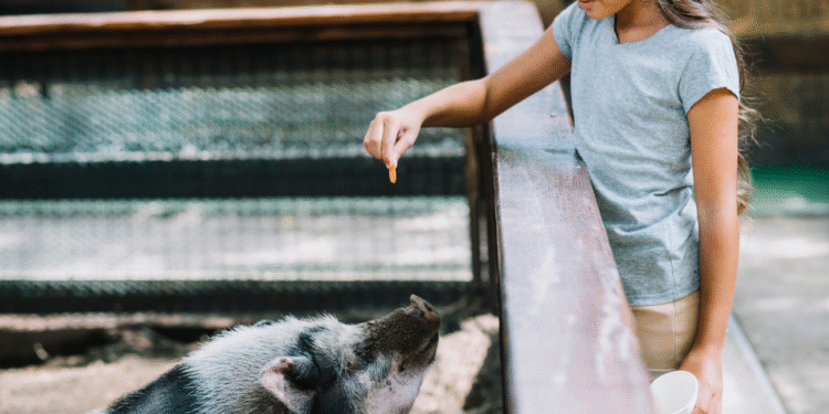 Alimentar animais ou fazer carinho pode ser um grande erro
