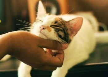 Empresa voltada para gatos fatura R$ 5 milhões com franquias