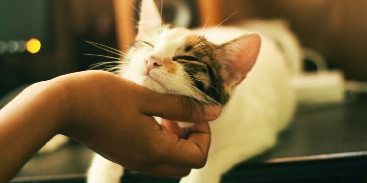 Empresa voltada para gatos fatura R$ 5 milhões com franquias