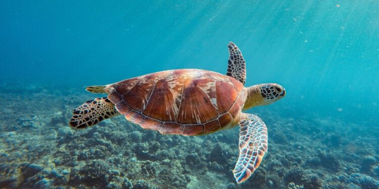 Tartaruga que estava em cativeiro retorna ao mar após 40 anos e nada rumo à Bahia
