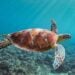 Tartaruga que estava em cativeiro retorna ao mar após 40 anos e nada rumo à Bahia