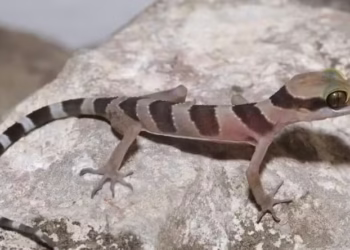 Cyrtodactylus kampingpoiensis — Foto: Reprodução/Hun Seiha/Fauna & Flora