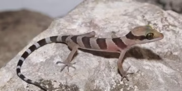 Cyrtodactylus kampingpoiensis — Foto: Reprodução/Hun Seiha/Fauna & Flora