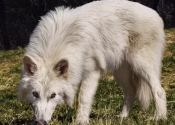Animais que teriam sido "ressuscitados" sobrevivem por 6 meses - Imagem: Divulgação/Colossal Biosciences