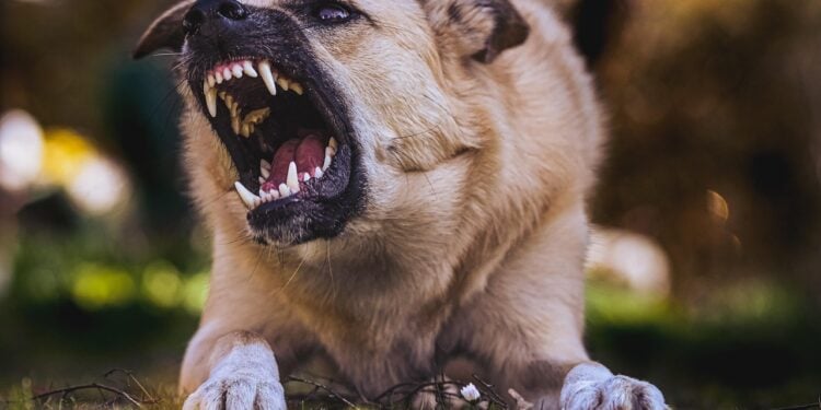 Justiça determina que homem mordido por cachorro deve ser indenizado - Imagem: Pixabay