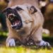 Justiça determina que homem mordido por cachorro deve ser indenizado - Imagem: Pixabay