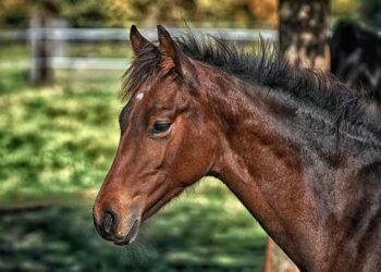 Ministério revela que mais de 200 cavalos morreram por ração tóxica - Imagem: Pixabay