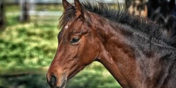 Ministério revela que mais de 200 cavalos morreram por ração tóxica - Imagem: Pixabay